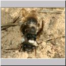 Andrena vaga - Weiden-Sandbiene -03- 01a Paarung.jpg